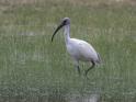 Black-headed Ibis-9120.jpg